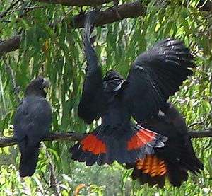 Three Glossy Black Cockatoos on branch