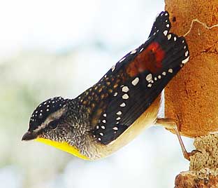 Speckled pardelote